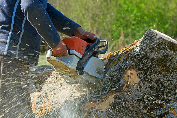 Ely, NV  Tree Services Company